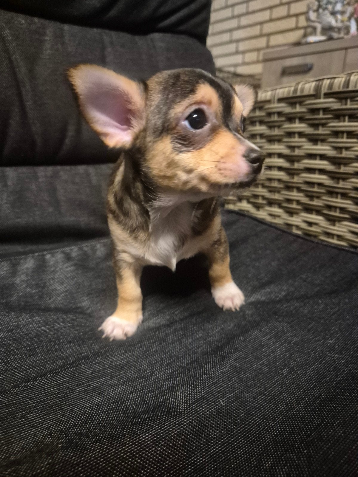 Chihauha mops, Dieren en Toebehoren, Honden | Chihuahua's en Gezelschapshonden, HCC (leverziekte), 8 tot 15 weken, Teef, Eén hond
