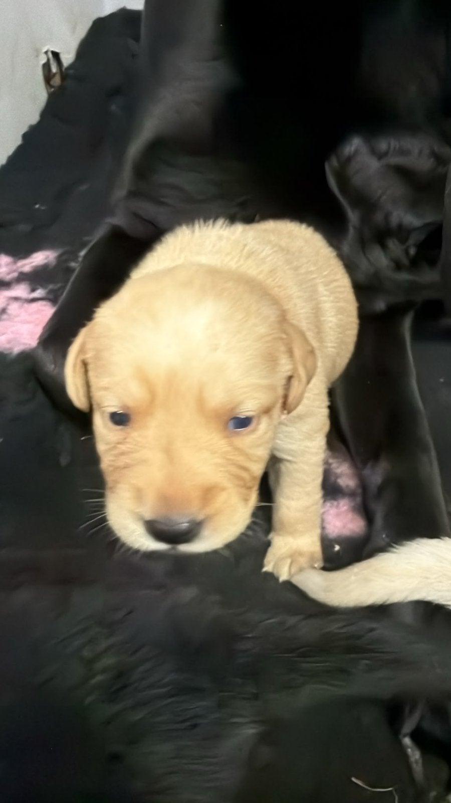 Labrador pups teefje blond en reutje zwart, 8 tot 15 weken, Labrador retriever, Meerdere, Meerdere dieren