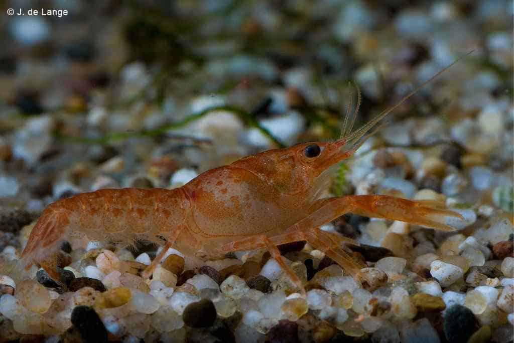 Cpo kreeft dwergkreeft, Dieren en Toebehoren, Vis
