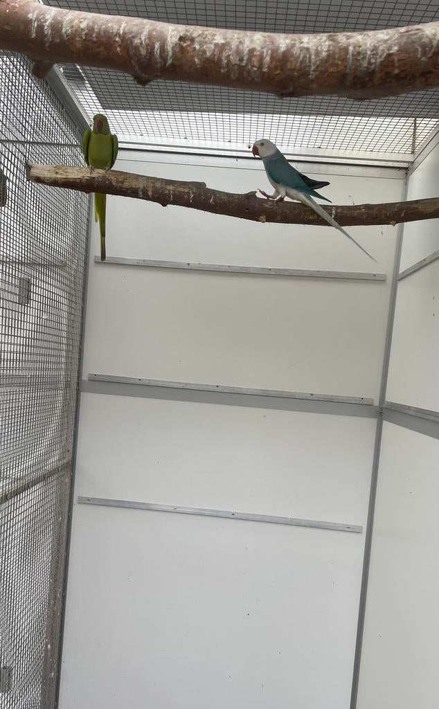 Opaline wkws kweekkopel Halsbandparkieten, Meerdere dieren, Parkiet