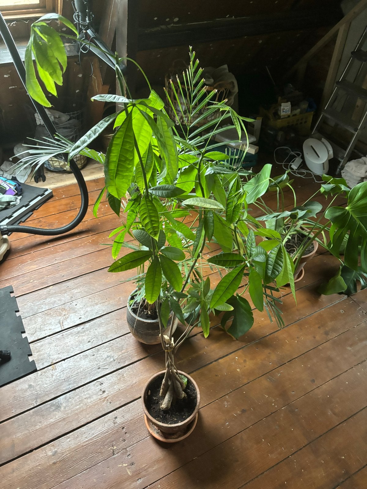 Grote Pachira Aquatica (Geldboom) kamerplant terracotta pot, 100 tot 150 cm, Overige soorten, In pot, Groene kamerplant