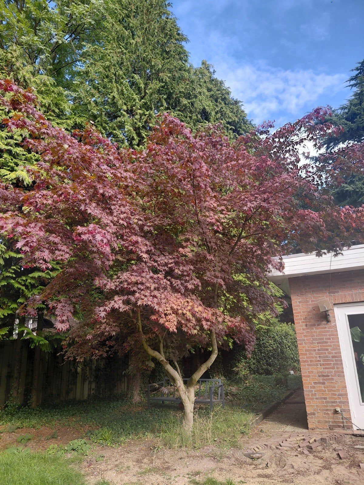 Prachtige Japanse Esdoorn (Acer palmatum), Ophalen, Halfschaduw, Overige soorten, Lente