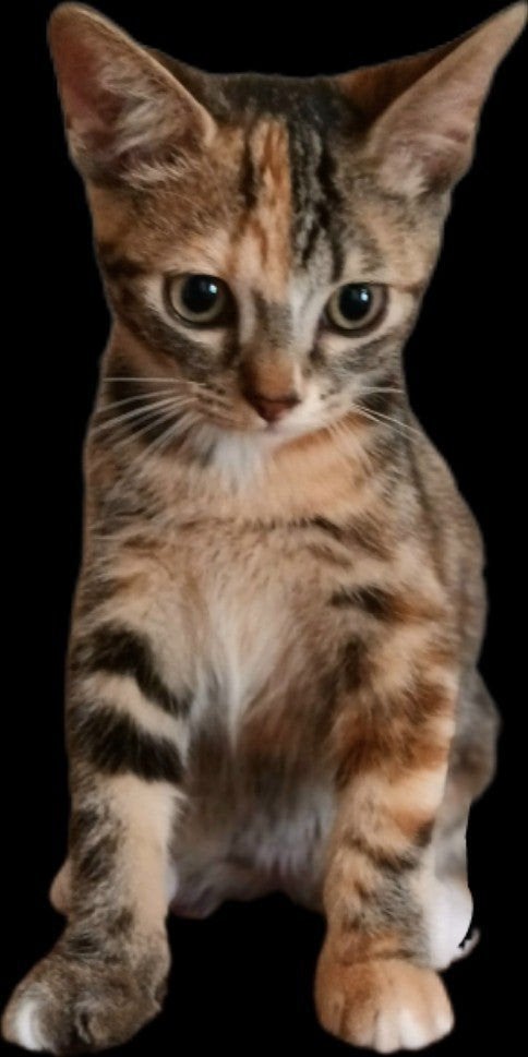 Kitten geboren 16 mei, Poes, Kortharig, 0 tot 2 jaar