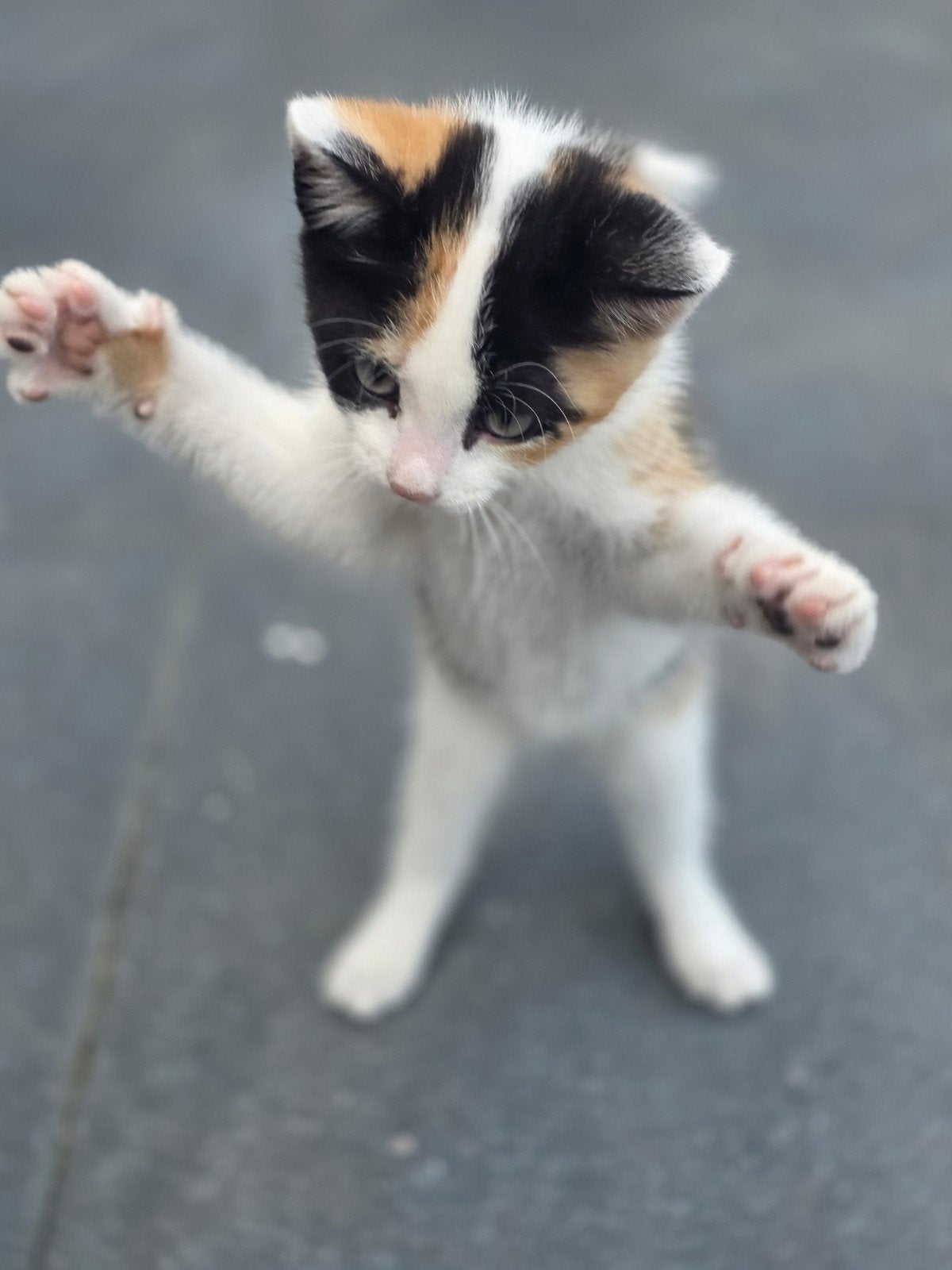 Lieve kittens zoeken een liefdevol thuis, Dieren en Toebehoren, Meerdere dieren
