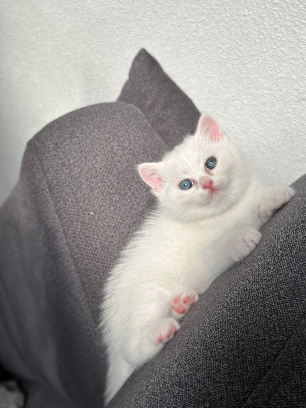 Britse korthaar kittens, Dieren en Toebehoren, Meerdere dieren, Ontwormd, 0 tot 2 jaar