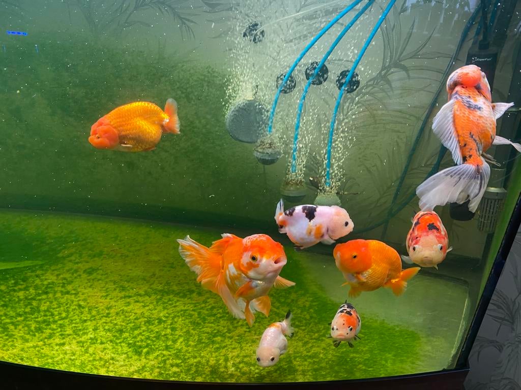 Verschilde soorten goudvissen, Dieren en Toebehoren, Vissen | Aquariumvissen, Vis, Zoetwatervis