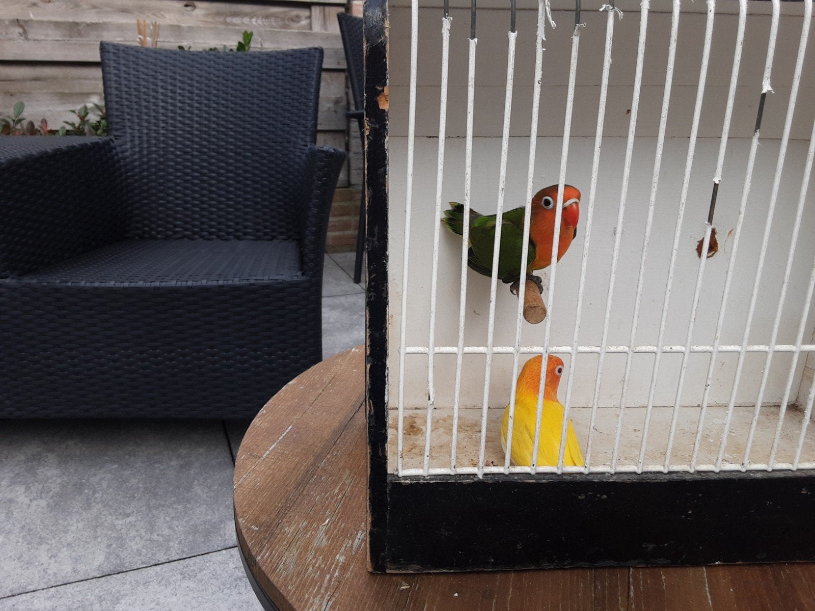 Jonge fischeri's voor tam maken en/of kweken, Dieren en Toebehoren, Geslacht onbekend, Dwergpapegaai of Agapornis, Geringd