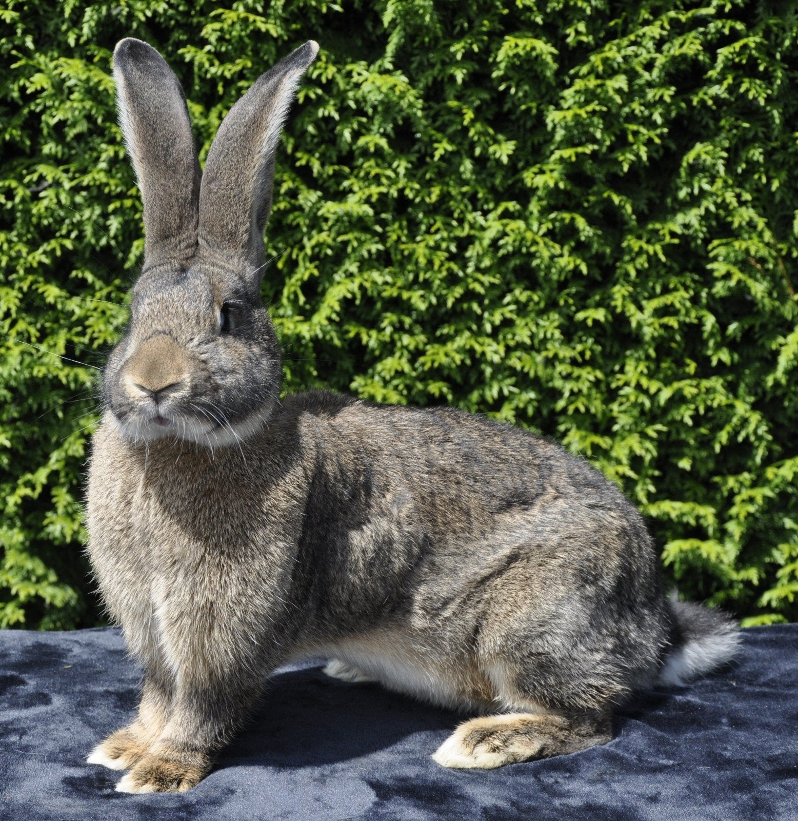Grote XXL duitse reuzen, Dieren en Toebehoren, Vrouwelijk, Groot, 0 tot 2 jaar