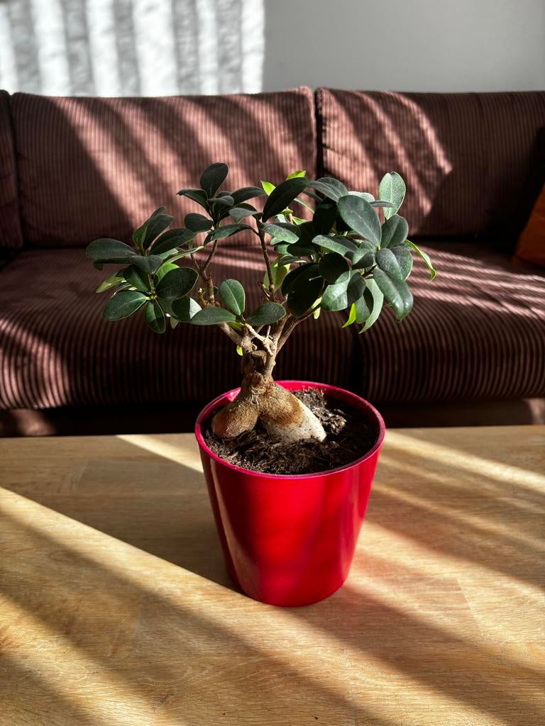 Mooie Bonsai Ficus incl rode pot, Huis en Inrichting, Kamerplanten, Ophalen, In pot, Minder dan 100 cm, Bonsai