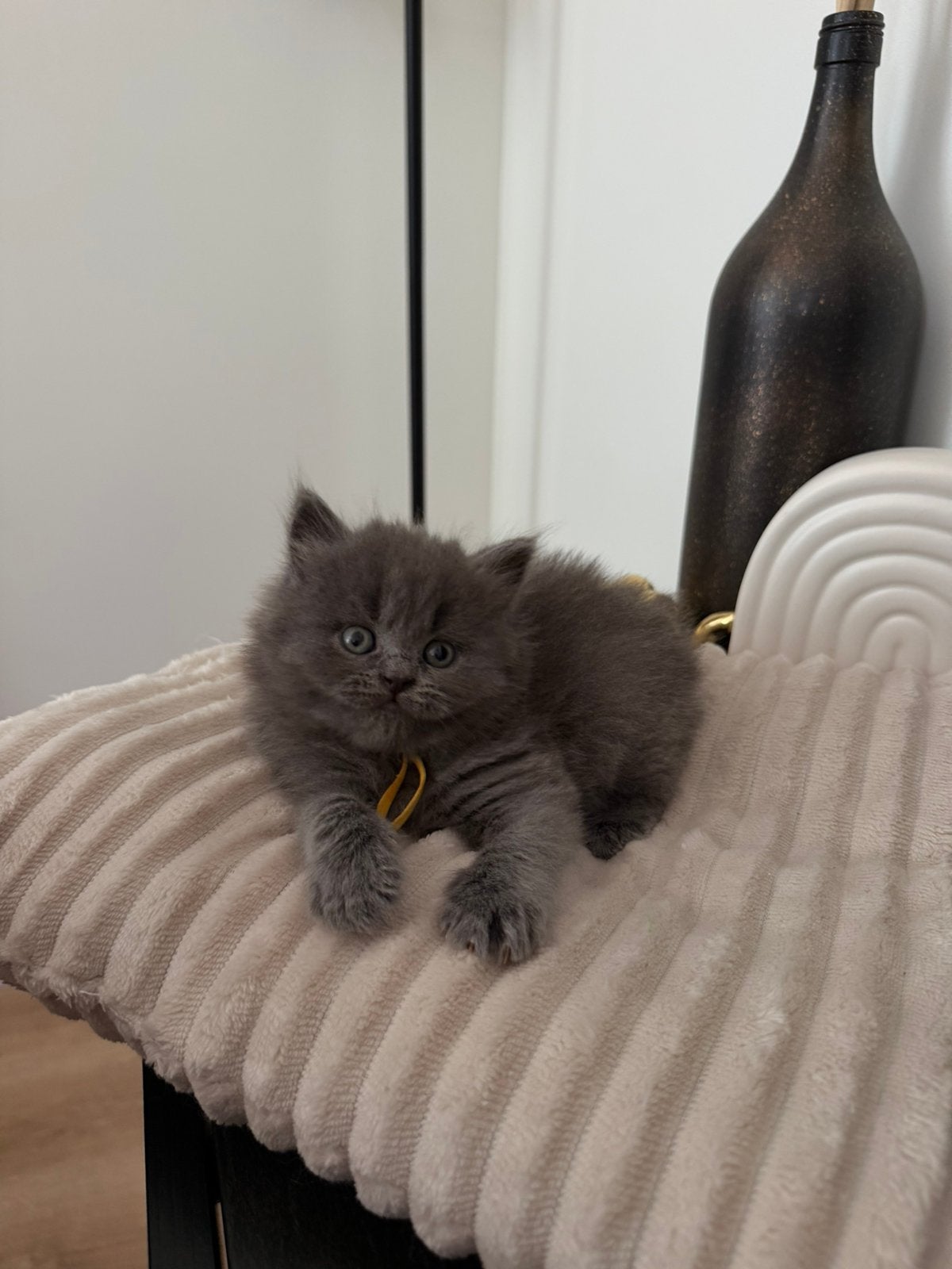 Britse korthaar en langhaar kittens, Meerdere dieren, Gechipt, 0 tot 2 jaar