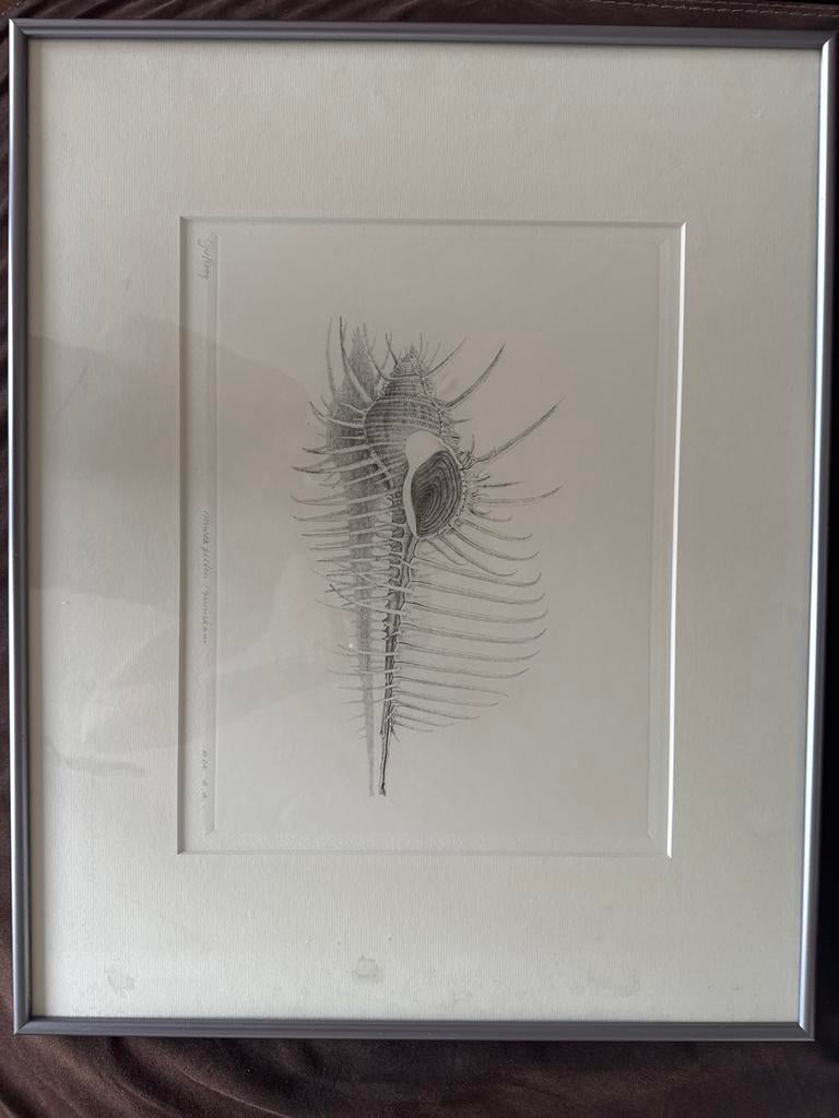 Geframede ets van een zeeschelp van Gerard van Rooy, Ophalen of Verzenden, 1950 - 1999, Ets, Flora en Fauna