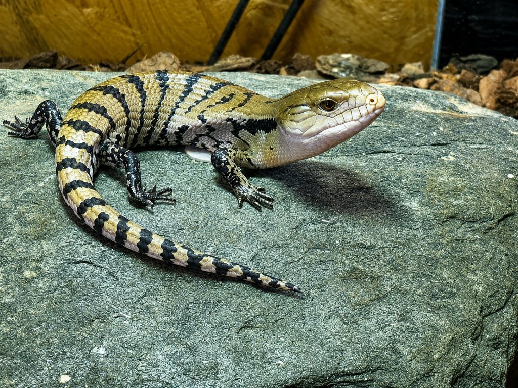 Tiliqua gigas evanescens (Indonesische Blauwtongskink) Blue Tongue Skink - unknown for sale from Aquadeco