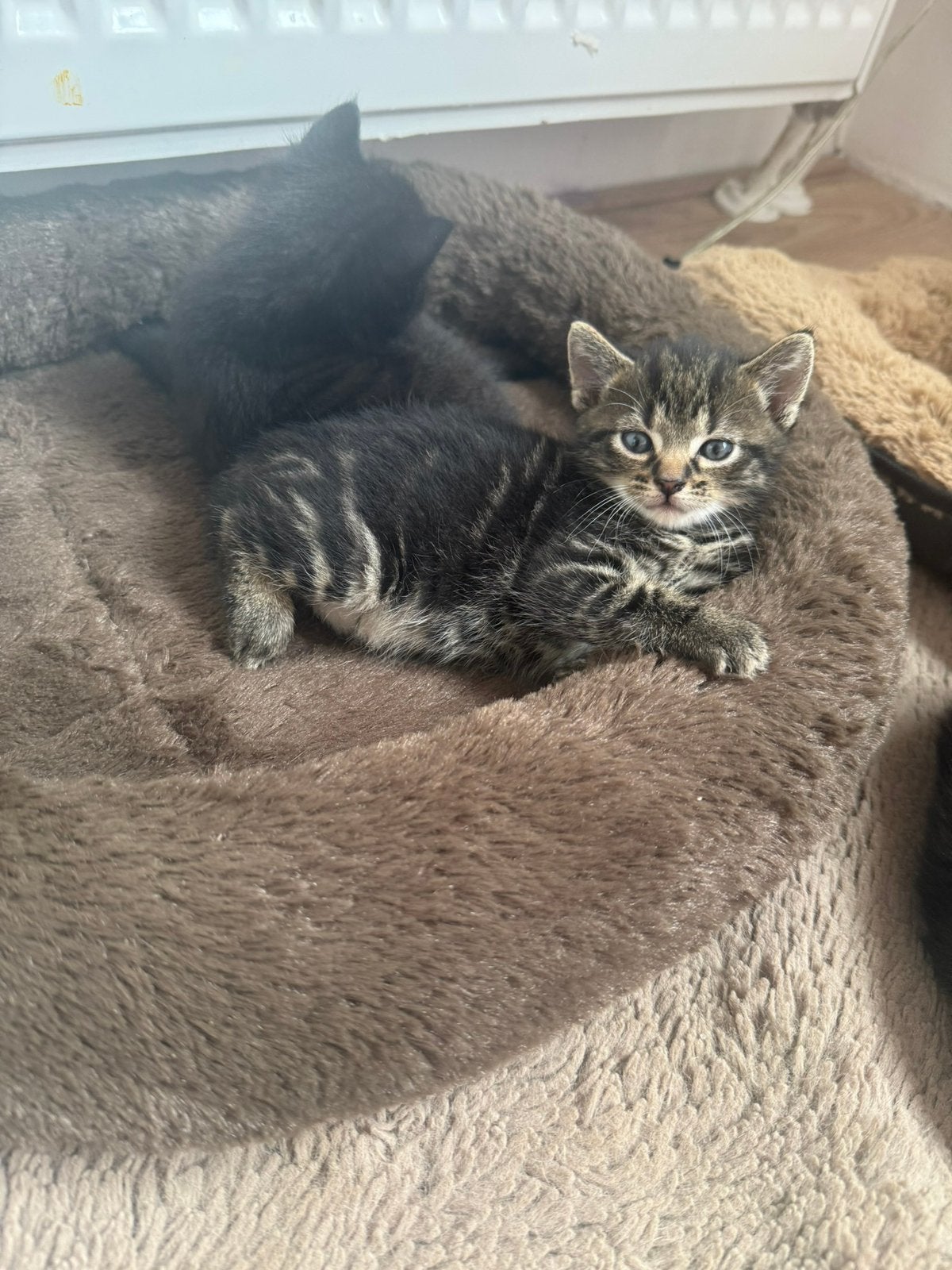 European shorthair