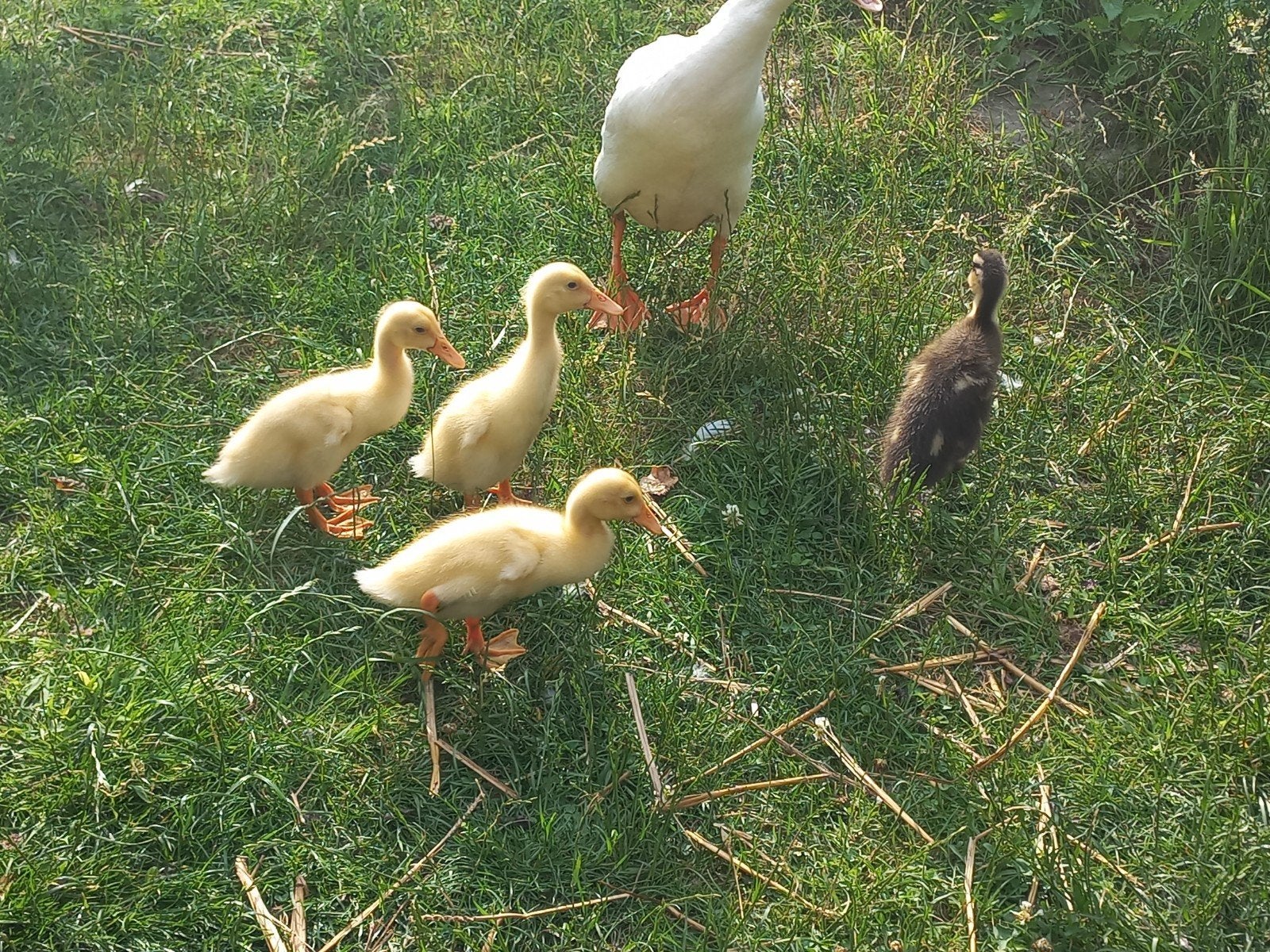 4 leuke loopeend kuikens te koop!, Dieren en Toebehoren, Pluimvee, Meerdere dieren, Eend