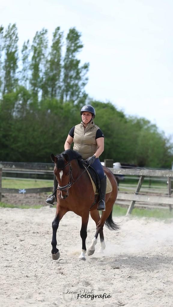 Pre x lusitano ruin zoekt 5  huisje, B, Ruin, 3 tot 6 jaar, Recreatiepony