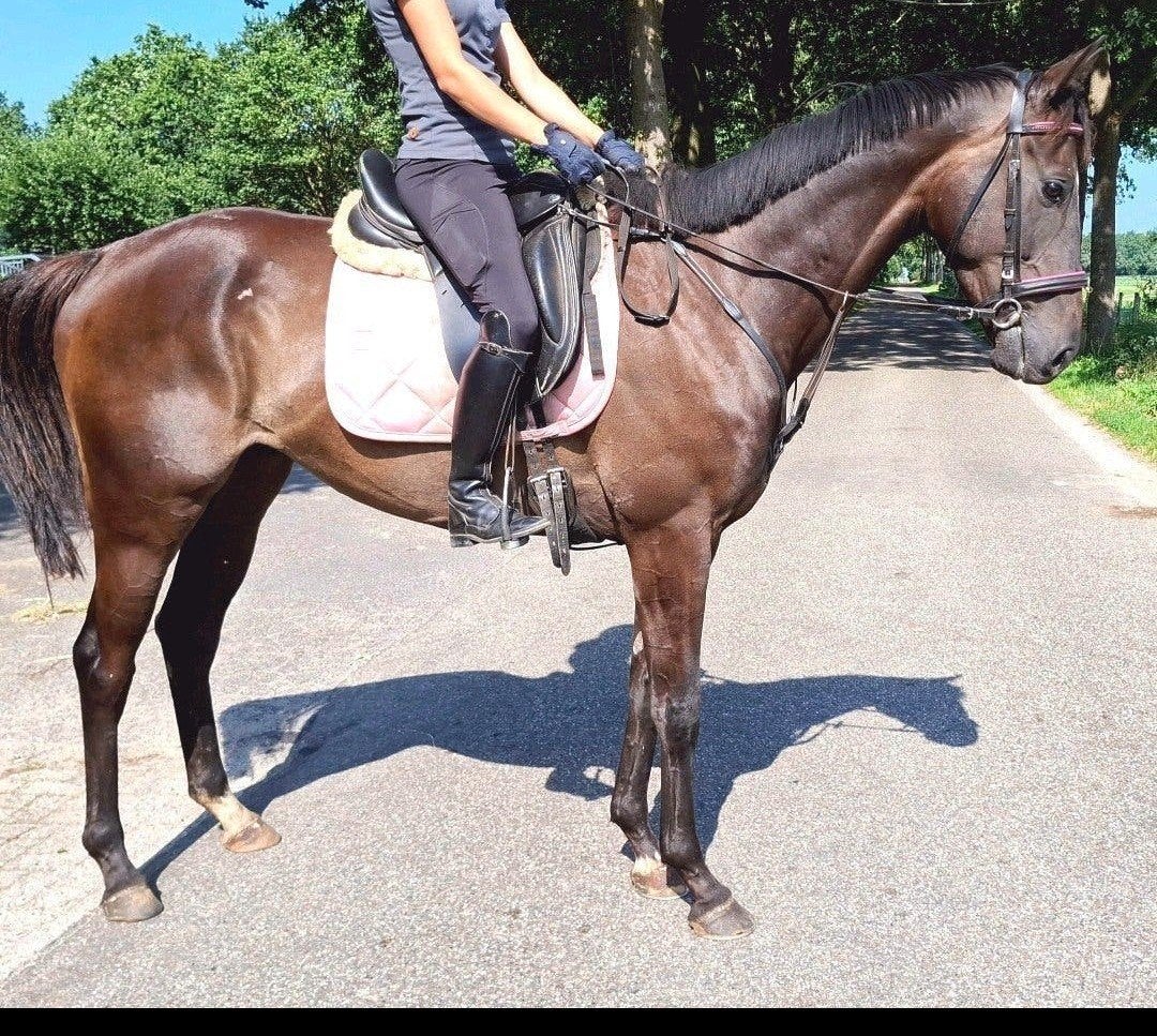 Superbrave 5 jr allrounder 1,67m(recreatie-manege-sport), Ruin, 3 tot 6 jaar, Met stamboom, B