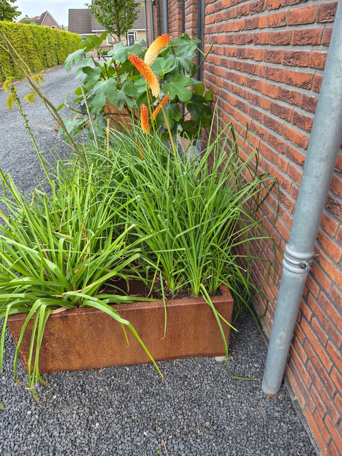 Kniphofia / Vuurpijl - Nu per pot 1 plant, Volle zon, Vaste plant, Zomer, Ophalen