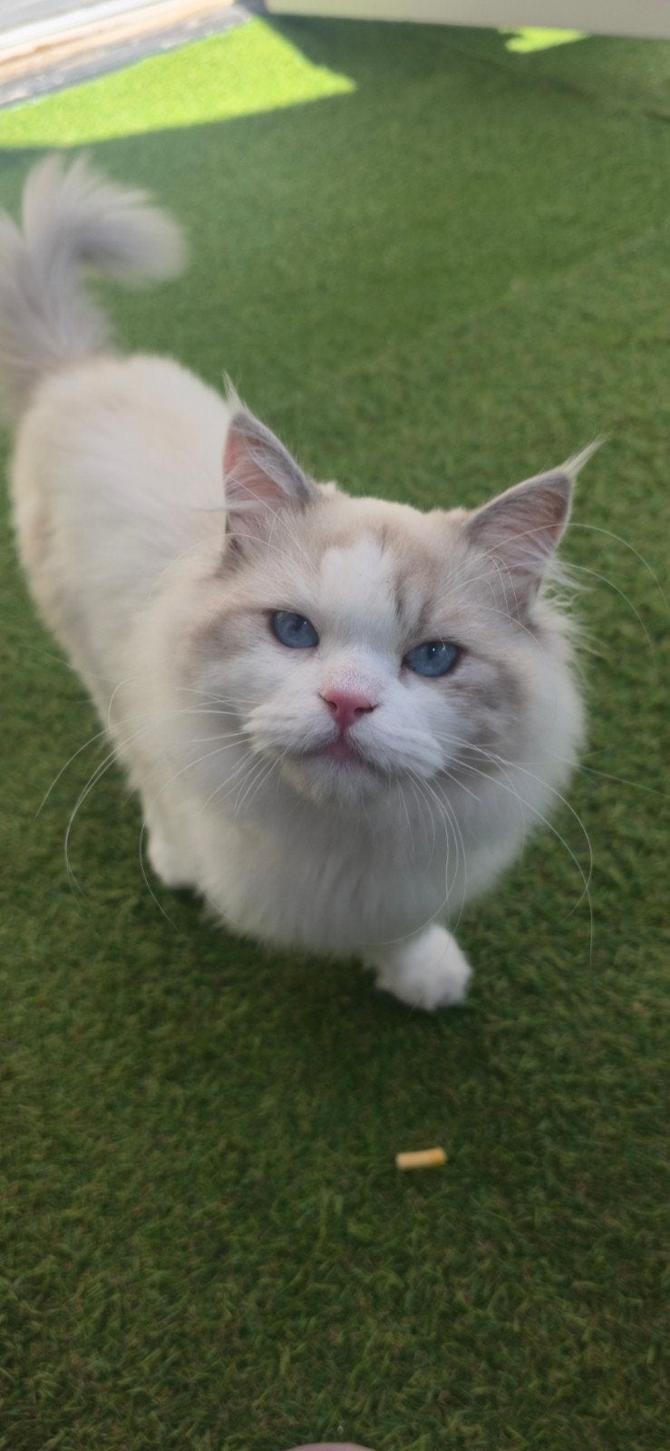 ragdoll kitten 9 mnd (kater), Kater, Ontwormd