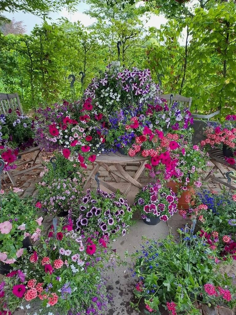 XXL HANINGGBASKETS, Tuin en Terras, Planten | Tuinplanten, Eenjarig, Halfschaduw, Zomer, Ophalen