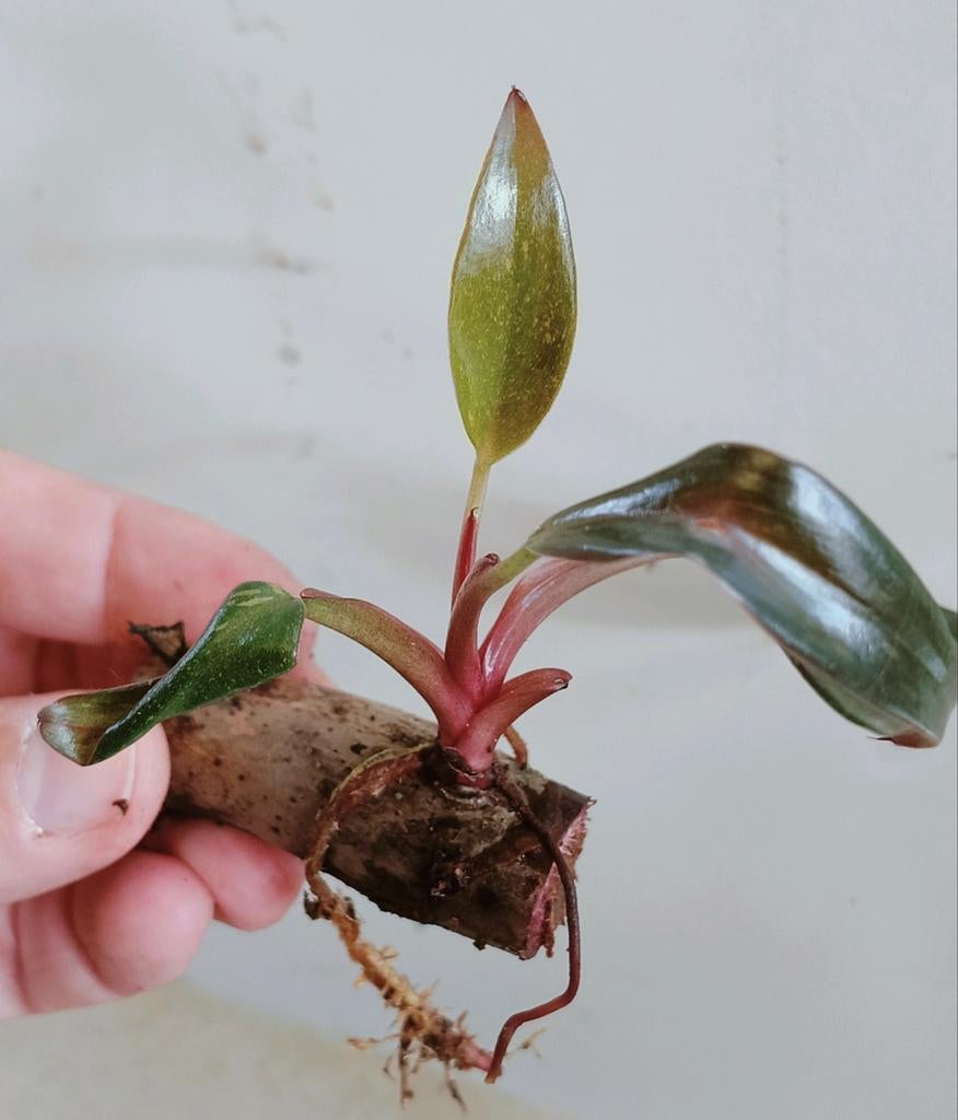 Philodendron orange princess variegata stek, Huis en Inrichting, Kamerplanten, Ophalen of Verzenden, Halfschaduw, Minder dan 100 cm