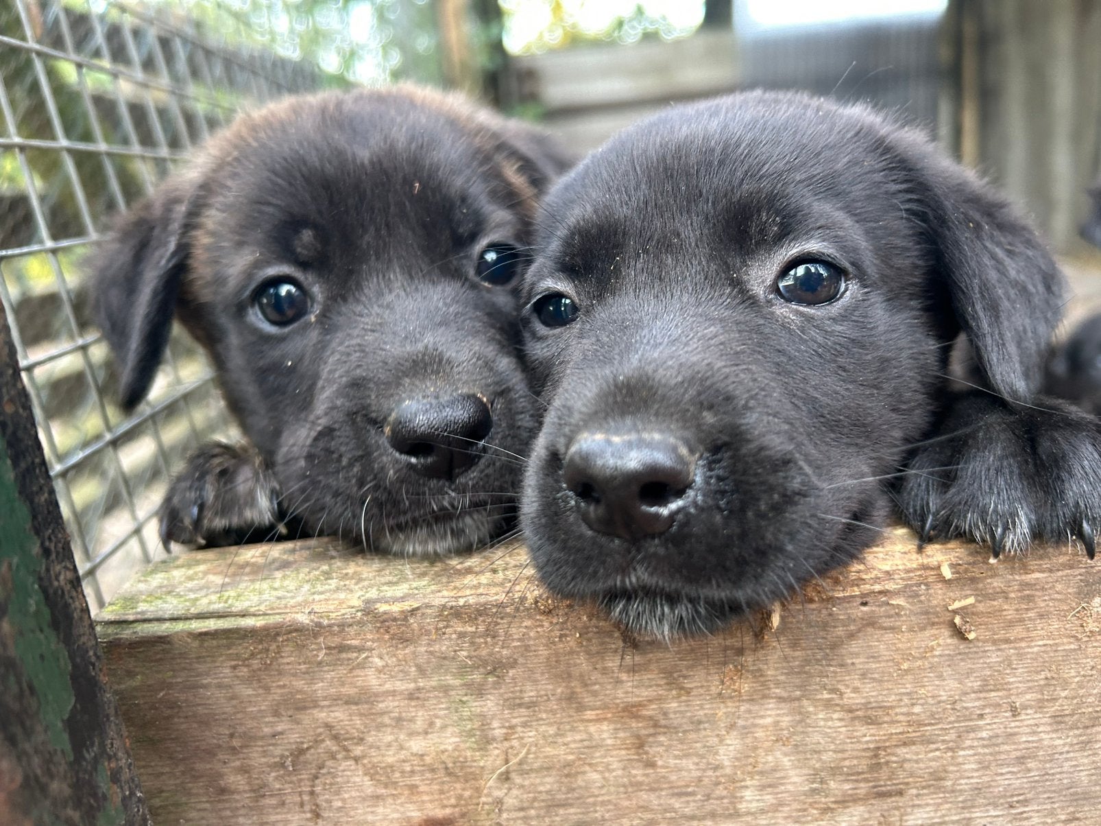 Hollandse Herder x Friese stabij pups, Parvo, Overige rassen, 8 tot 15 weken, Meerdere