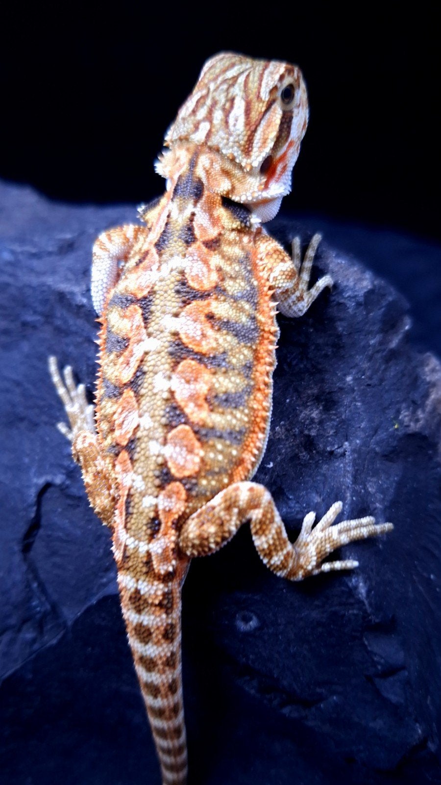 50% Red Monster Tiger Triple het. Baardagaam