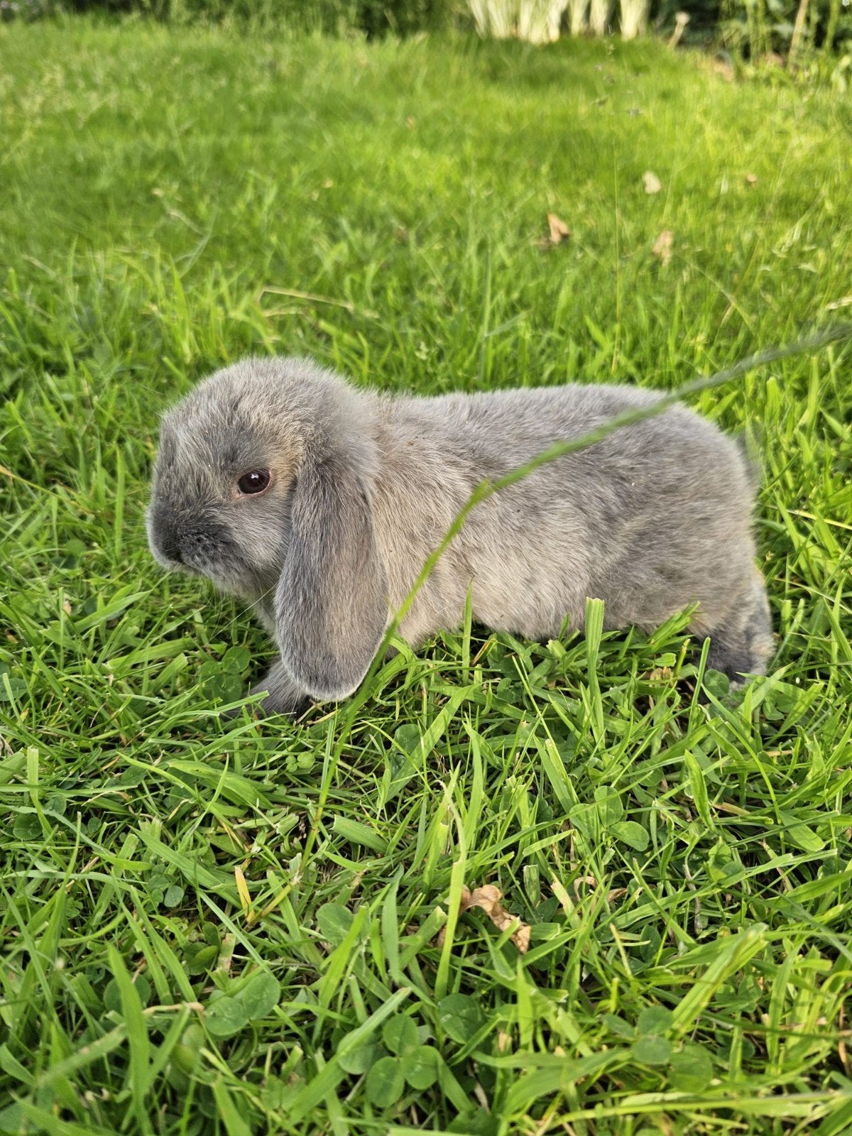 Dwerg hangoor konijntje te koop, Dieren en Toebehoren, Konijnen, Vrouwelijk, Dwerg, Hangoor