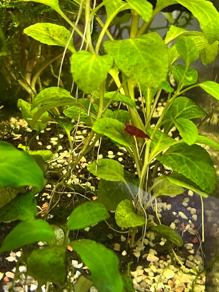 Rode garnalen, Dieren en Toebehoren, Vissen | Aquariumvissen, Kreeft, Krab of Garnaal