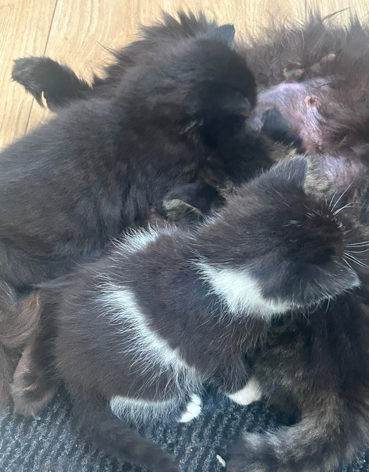 Britse langhaar kittens, Dieren en Toebehoren, Katten en Kittens | Raskatten | Langhaar, Meerdere dieren
