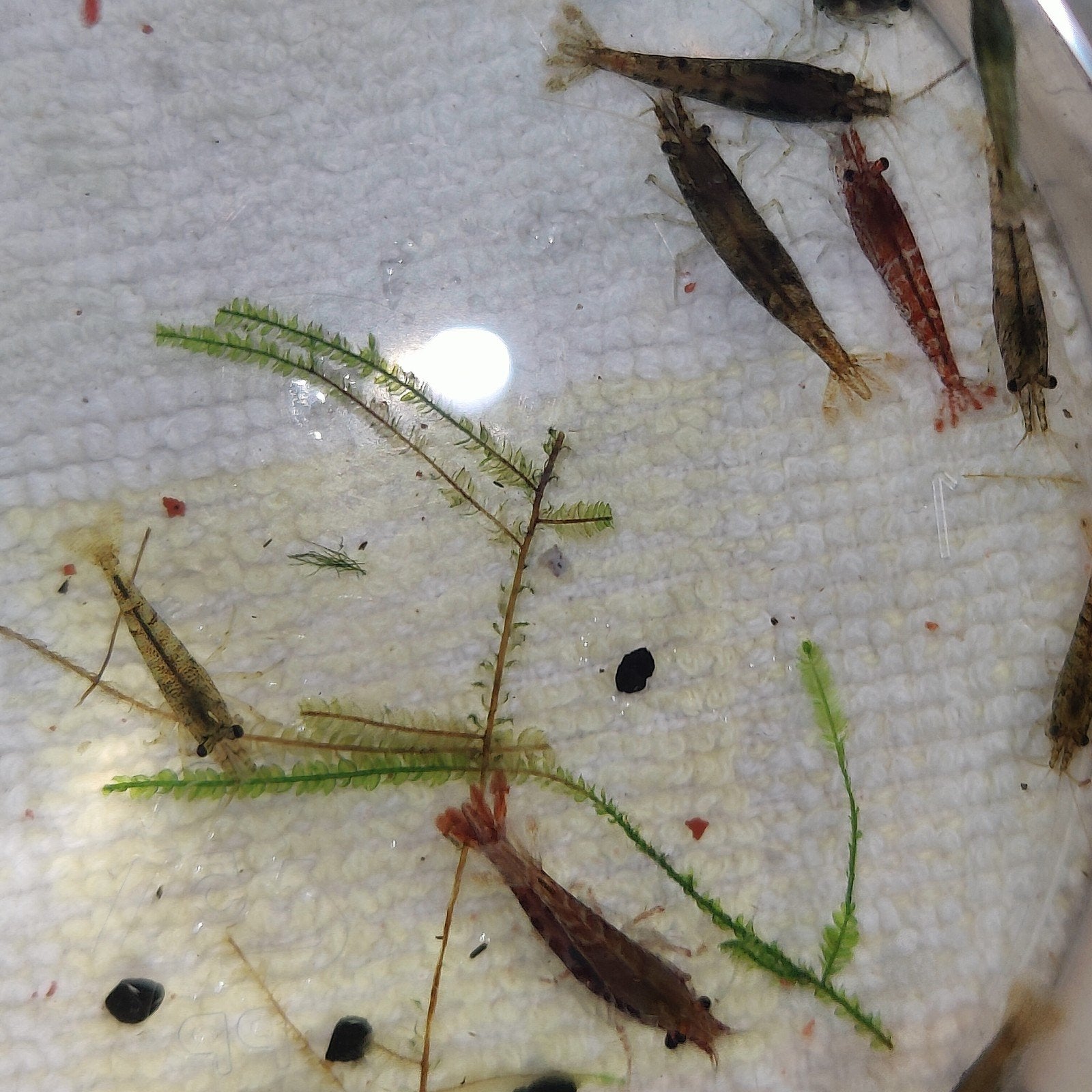 Aquarium garnalen mix, Dieren en Toebehoren, Kreeft, Krab of Garnaal, Zoetwatervis, Schoolvis
