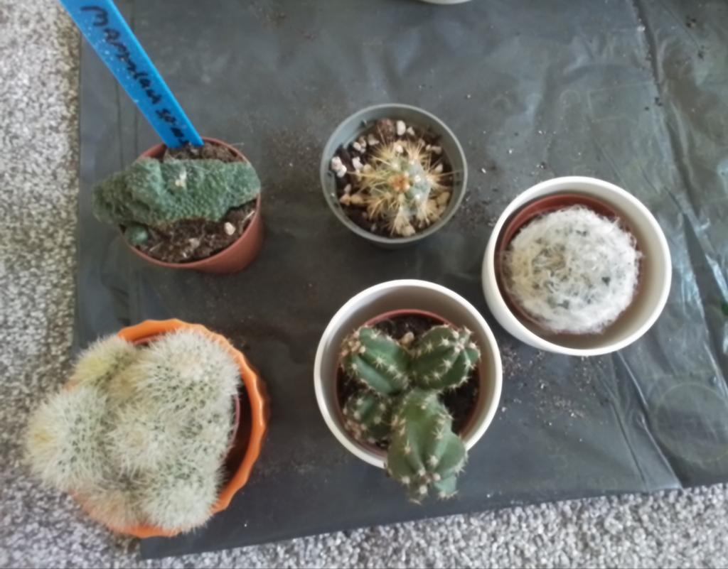 5 Leuke Mini Cactus Plantjes - Verschillende Soorten, Huis en Inrichting, Kamerplanten, Ophalen of Verzenden, Minder dan 100 cm