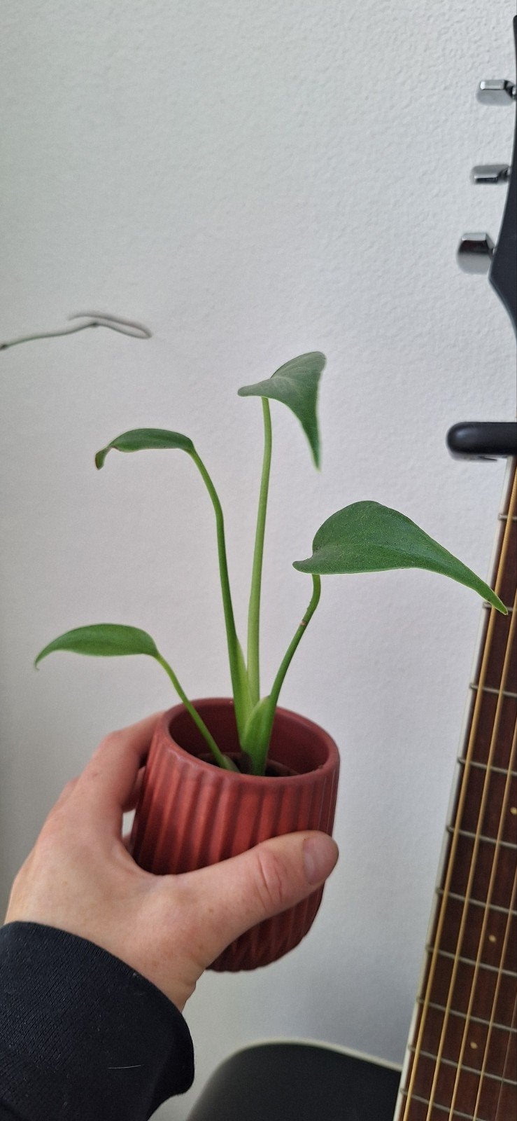 Philodendron burle marx flame, Huis en Inrichting, Kamerplanten, Ophalen of Verzenden, Halfschaduw, Minder dan 100 cm