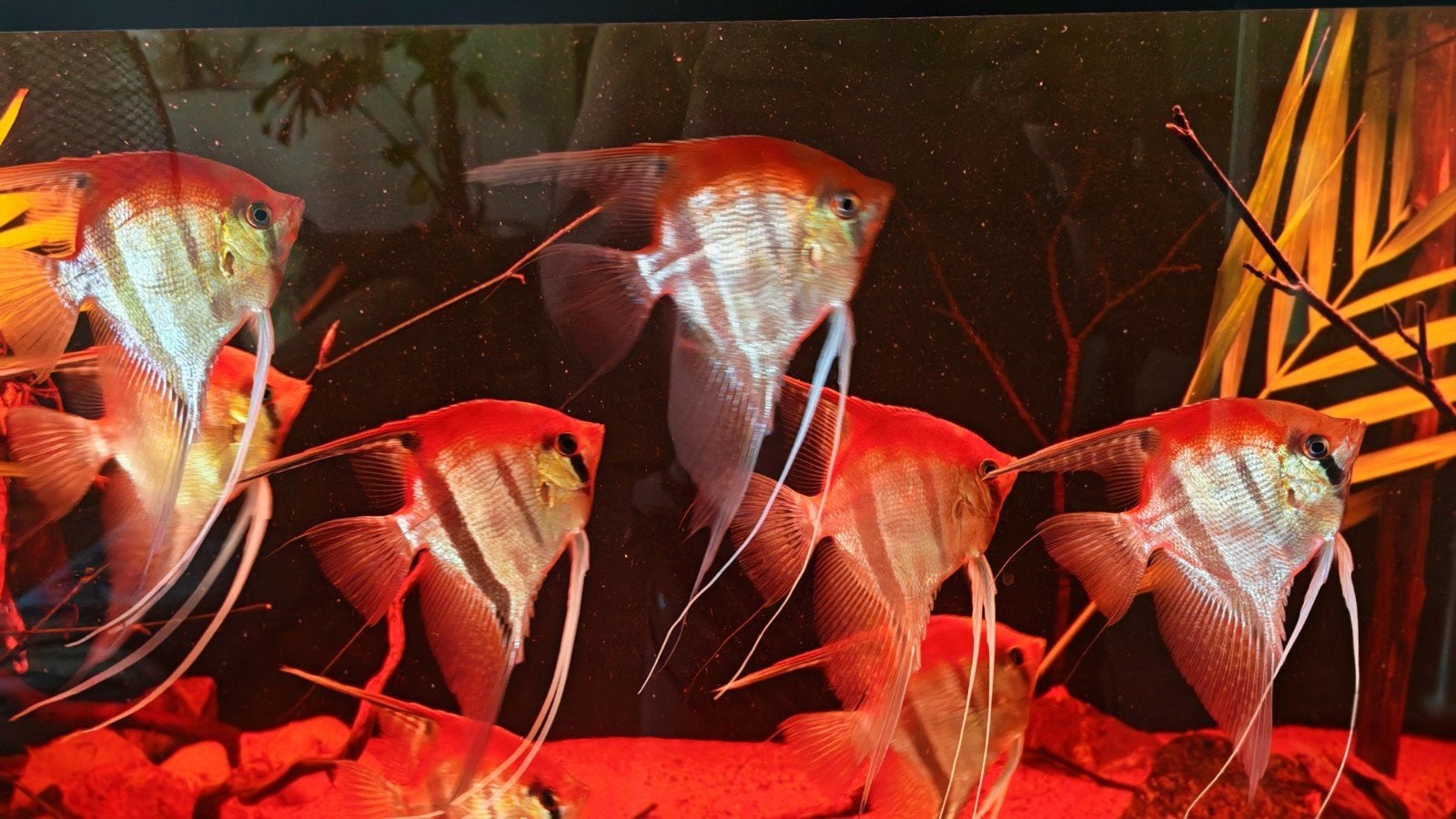 Te koop 10 stuks Pterophyllum scalare Manacapuru Redback, Dieren en Toebehoren, Vissen | Aquariumvissen, Vis