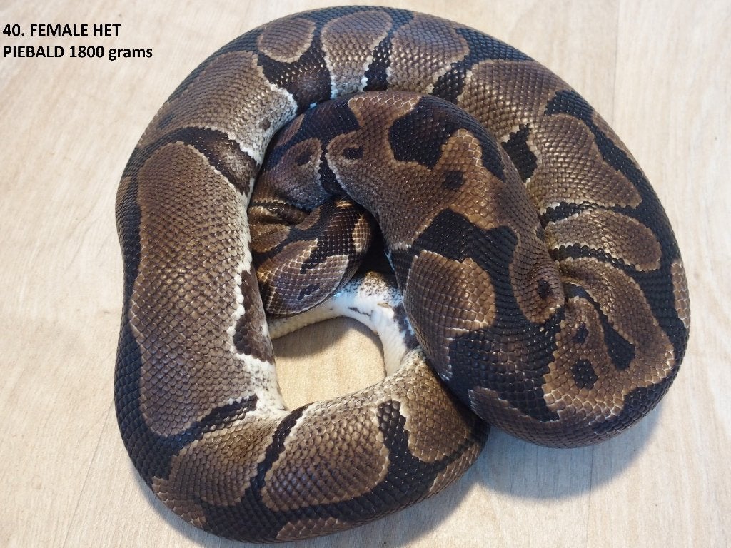 Koningspythons halfwas en volwassen kweekdieren deel 2 Ball Python photo 16
