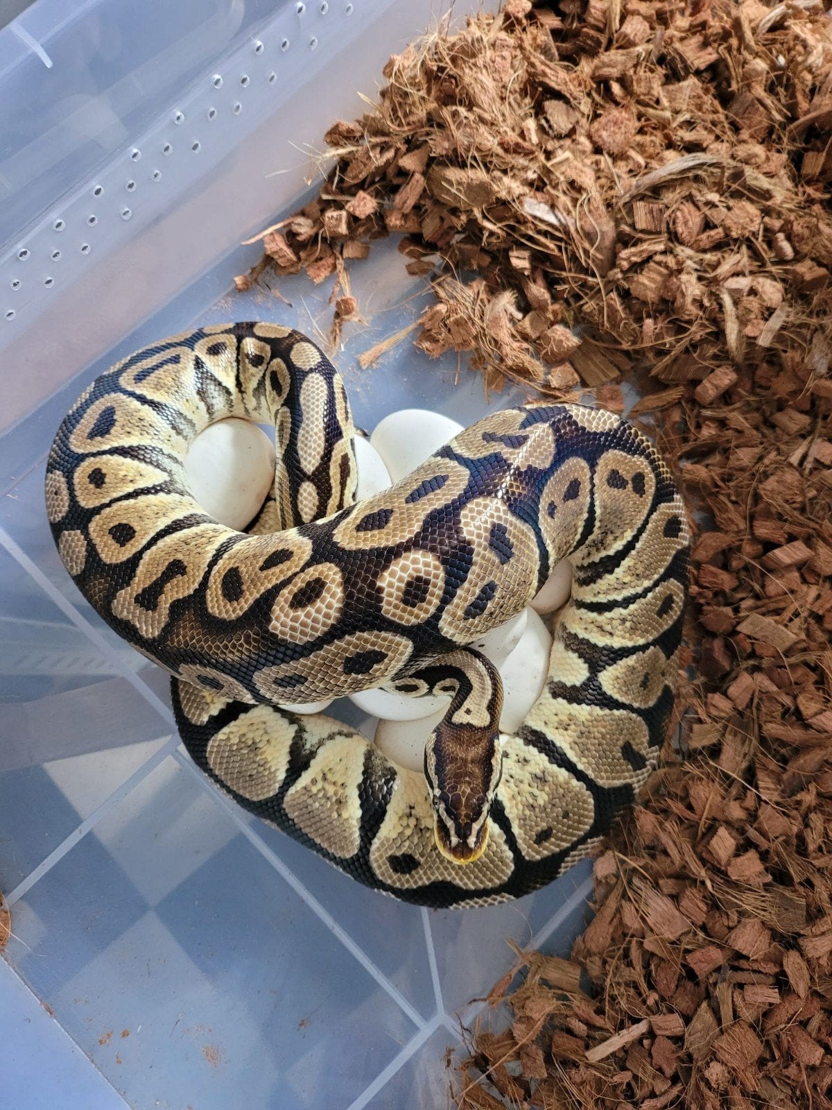Python regius, Dieren en Toebehoren, Reptielen en Amfibieën, Slang, 3 tot 6 jaar