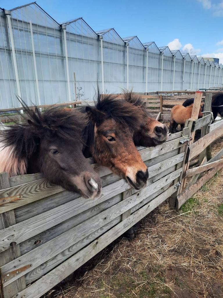 Stalling en weidegang aangeboden, Weidegang, 4 paarden of pony's of meer