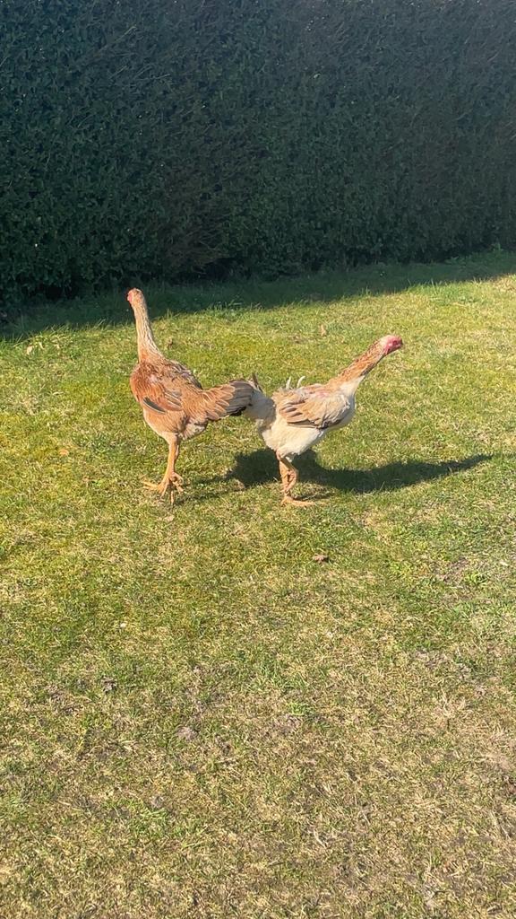 2 indo gigante hennen te koop 80cm plus, Dieren en Toebehoren, Pluimvee, Vrouwelijk, Kip