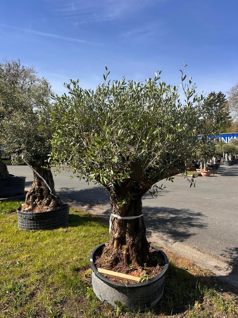 Olijfbomen Oldskin Bonsai stam 80/100, Tuin en Terras, Planten | Bomen, Ophalen, Volle zon, Olijfboom, Minder dan 100 cm