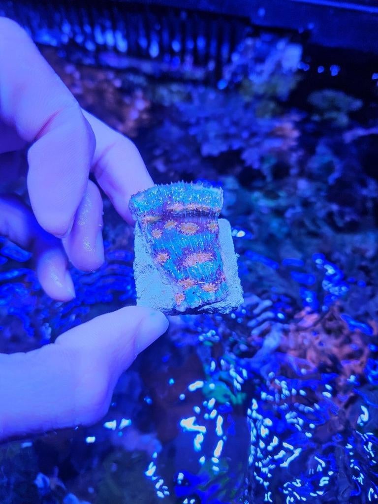 Chalice miami hurricane lps koraal stekken zeeaquarium, Dieren en Toebehoren, Overige typen