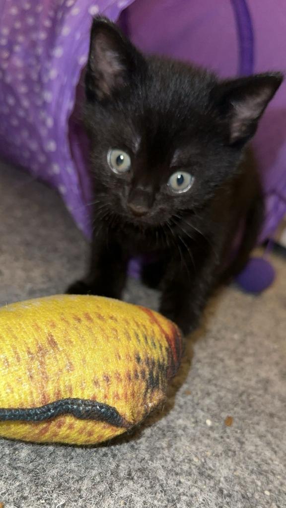 Lieve kitten zoekt een fijn thuis (reservering mogelijk, Kater