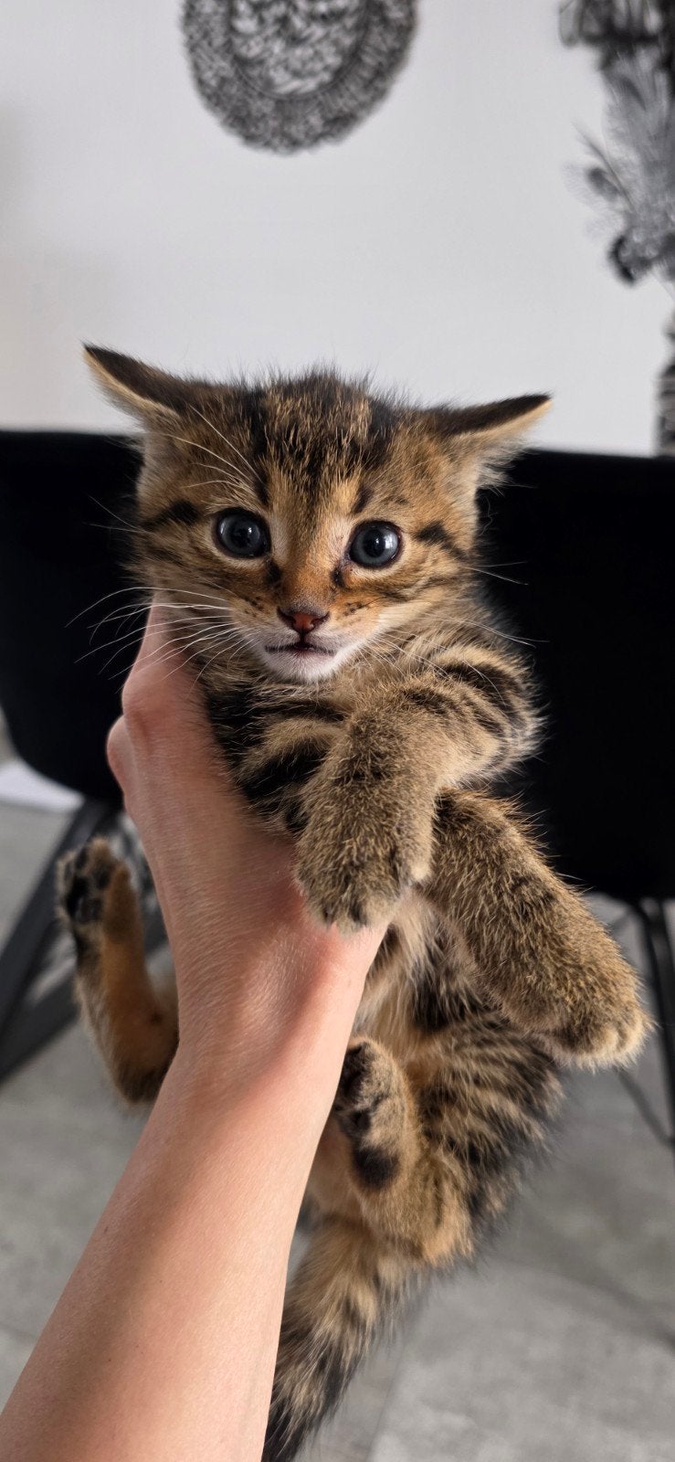 Lieve kittens, Dieren en Toebehoren, Katten en Kittens | Raskatten | Korthaar, Poes, Ontwormd, 0 tot 2 jaar