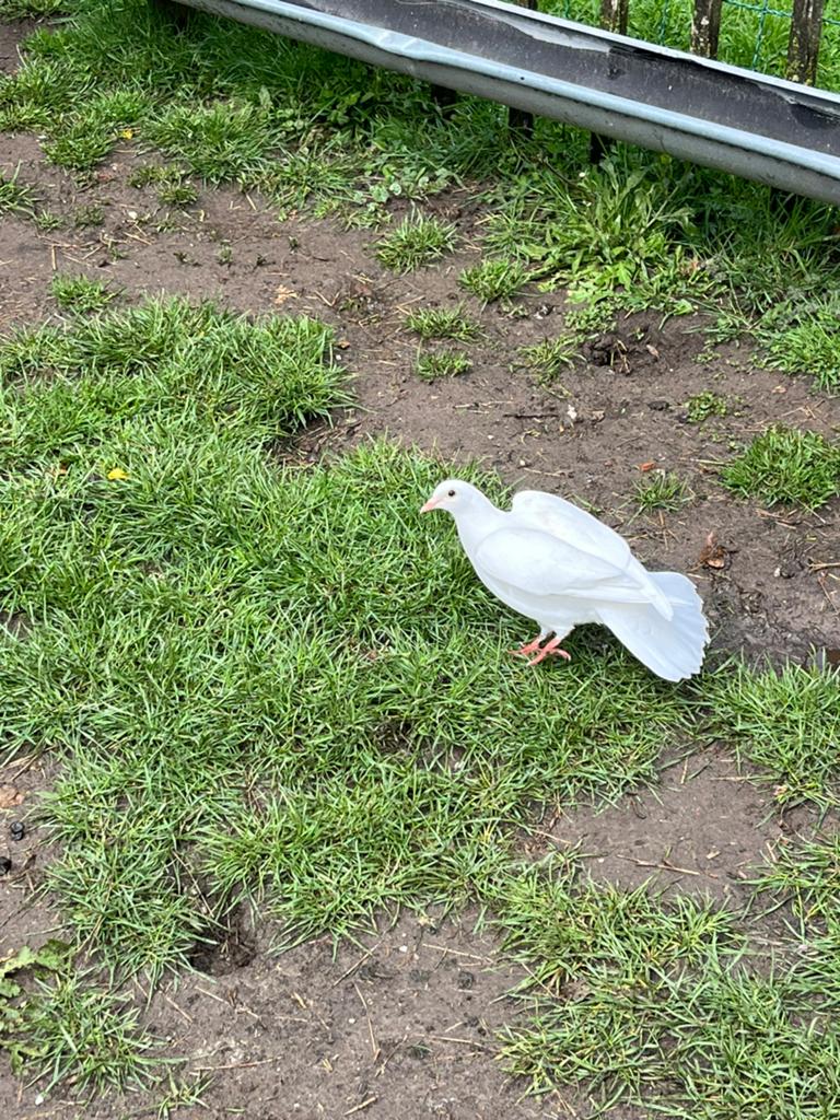 Witte duiven, Dieren en Toebehoren, Meerdere dieren, Kip