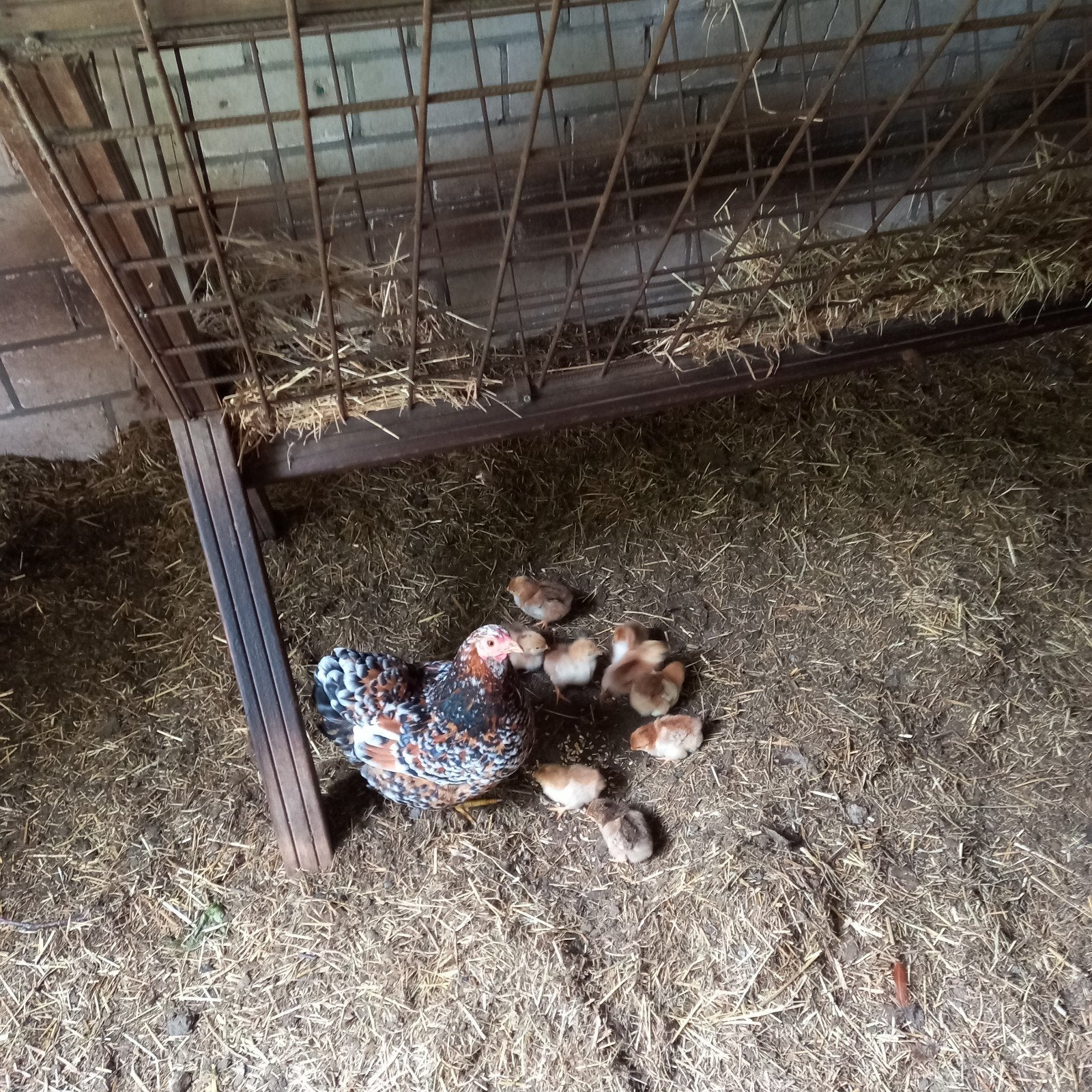 Wyandotte kriel met 8 kuikens, Dieren en Toebehoren, Pluimvee, Geslacht onbekend, Kip