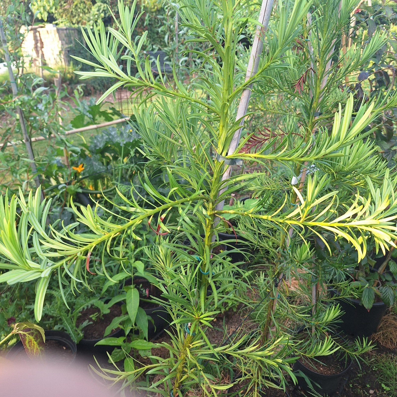 Podocarpus Macrophyllus - Japanse Conifeer, Ophalen