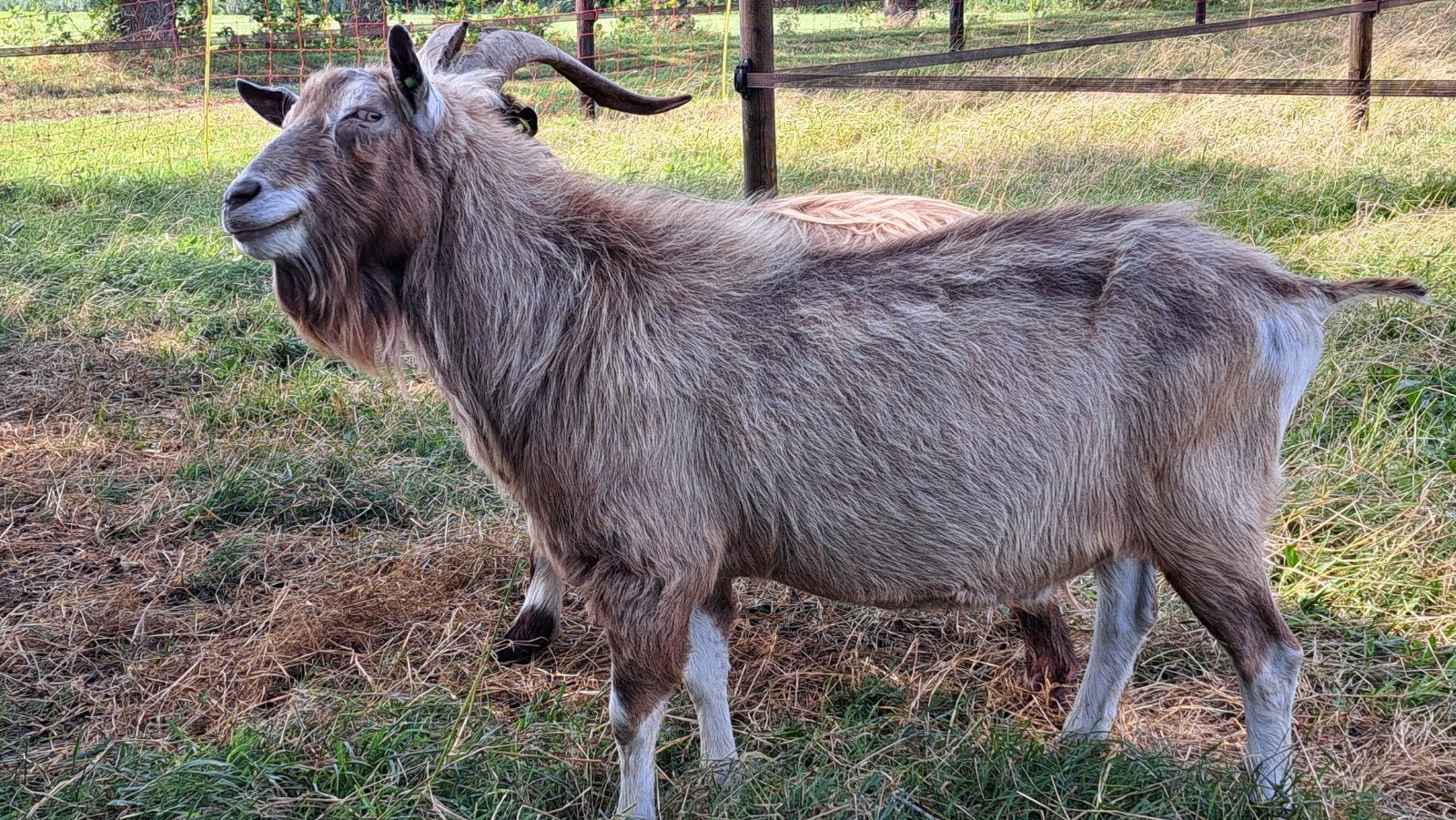 toggenburger bok te huur, Dieren en Toebehoren, Mannelijk, Geit