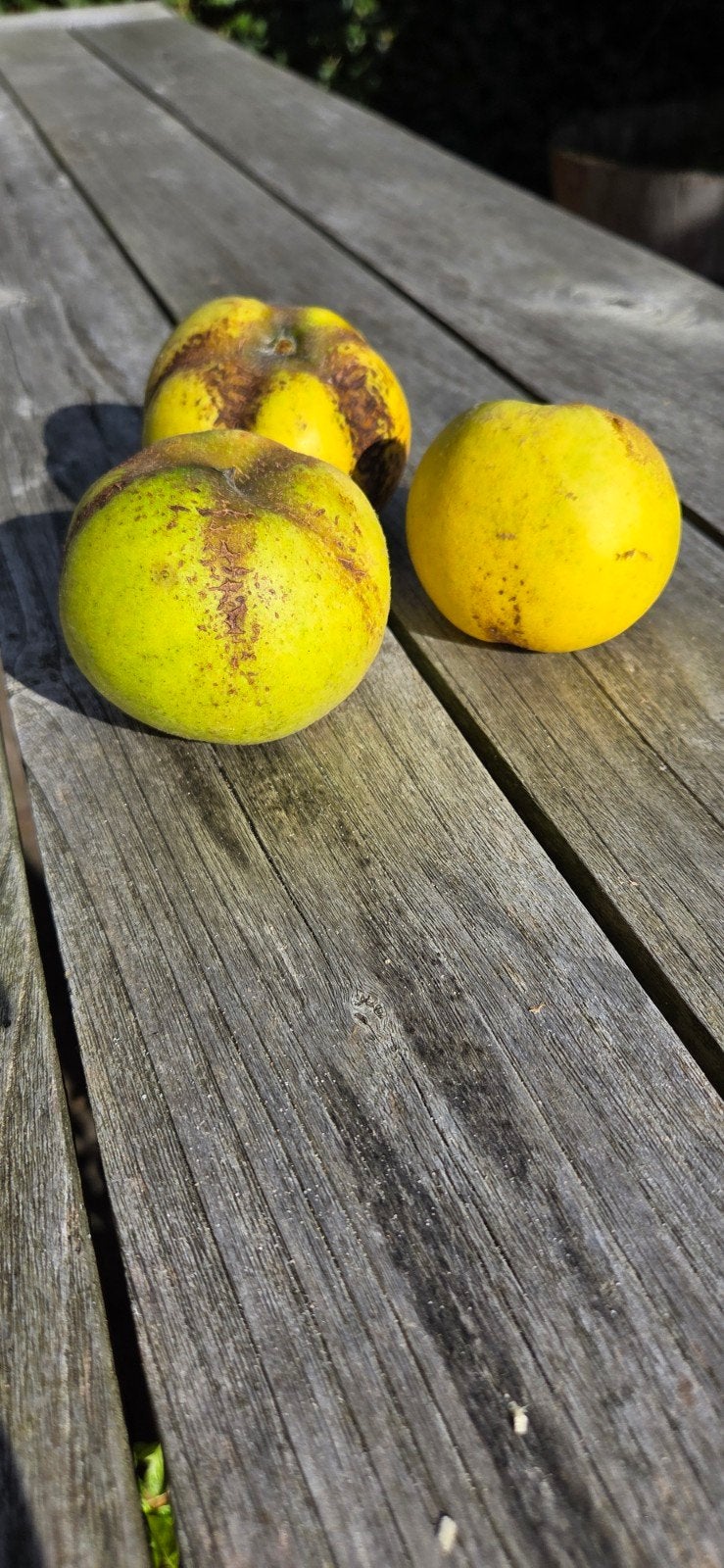 kweeperen, Ophalen