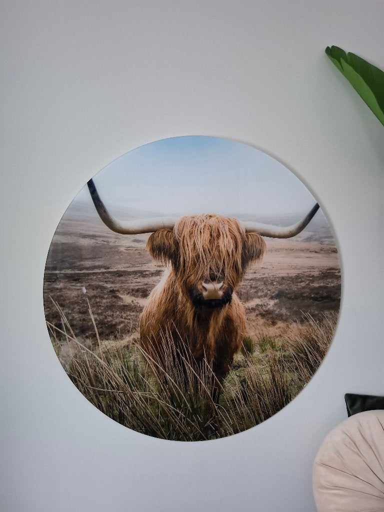 rond schilderij muurversiering schotse hooglander, Ophalen of Verzenden, Achter glas, Overige technieken, Dieren