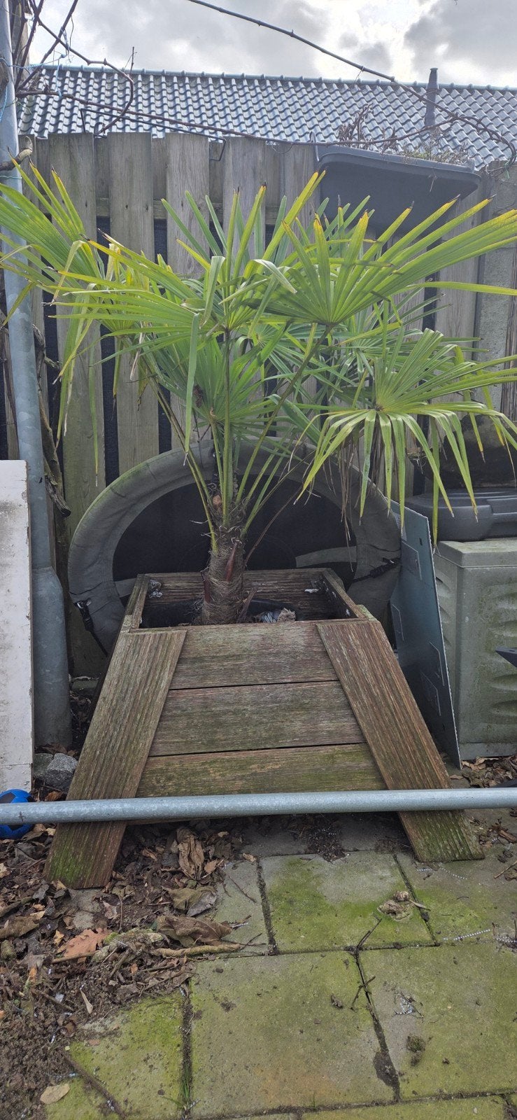 Palm in composiet bloembak - Tuin/Balkon, Ophalen, Gebruikt, Balkon, Overige vormen