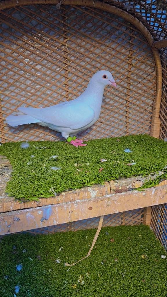 Duiven te koop, Dieren en Toebehoren, Vogels | Duiven, Meerdere dieren, Overige soorten