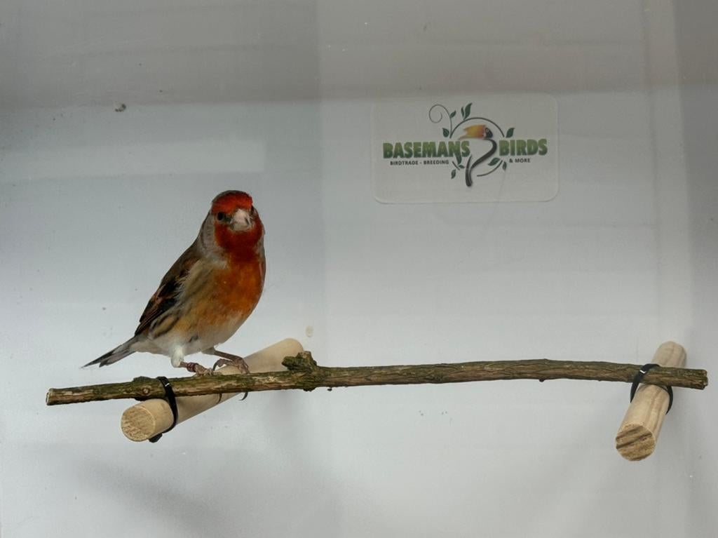 Bastaard putters TOP zangers!, Mannelijk, Wildzangvogel, Geringd